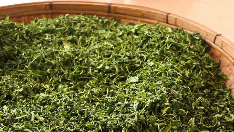 Melatih Kesabaran Melawan Siput